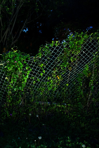 The Violet Lights' backyard in Santa Monica