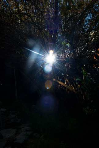 The Violet Lights' backyard in Santa Monica